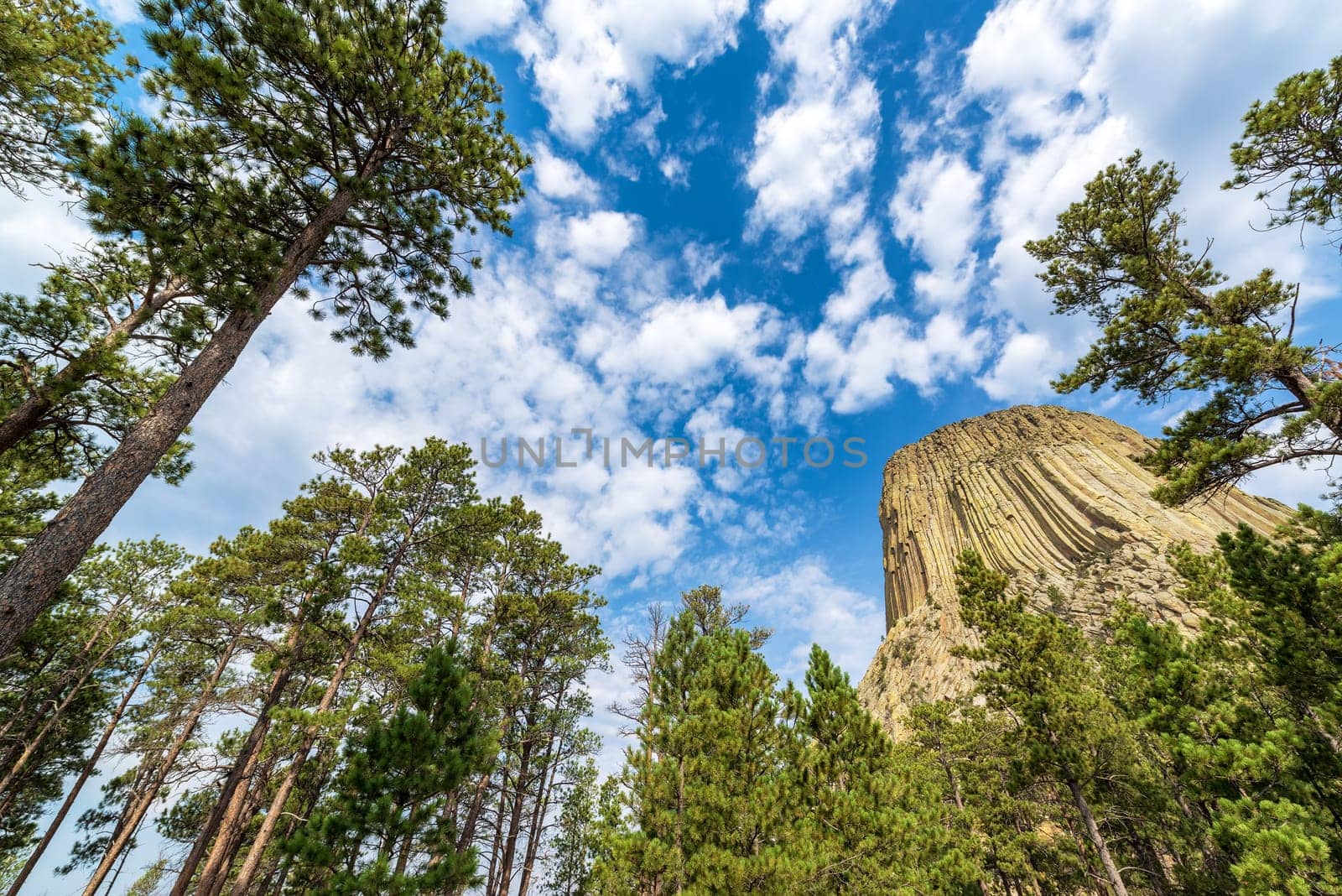 Devils Tower National Monument rising above pine trees in Wyoming