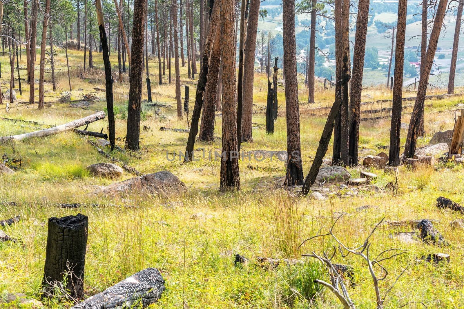 Trees damaged in a forest fire at the base of Devils Tower in Wyoming