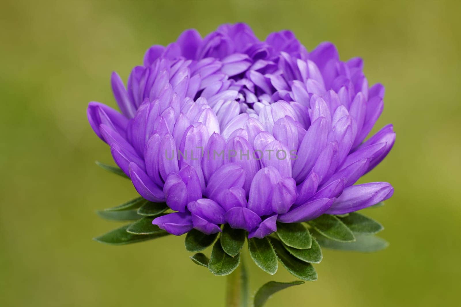 Dahlia in the garden