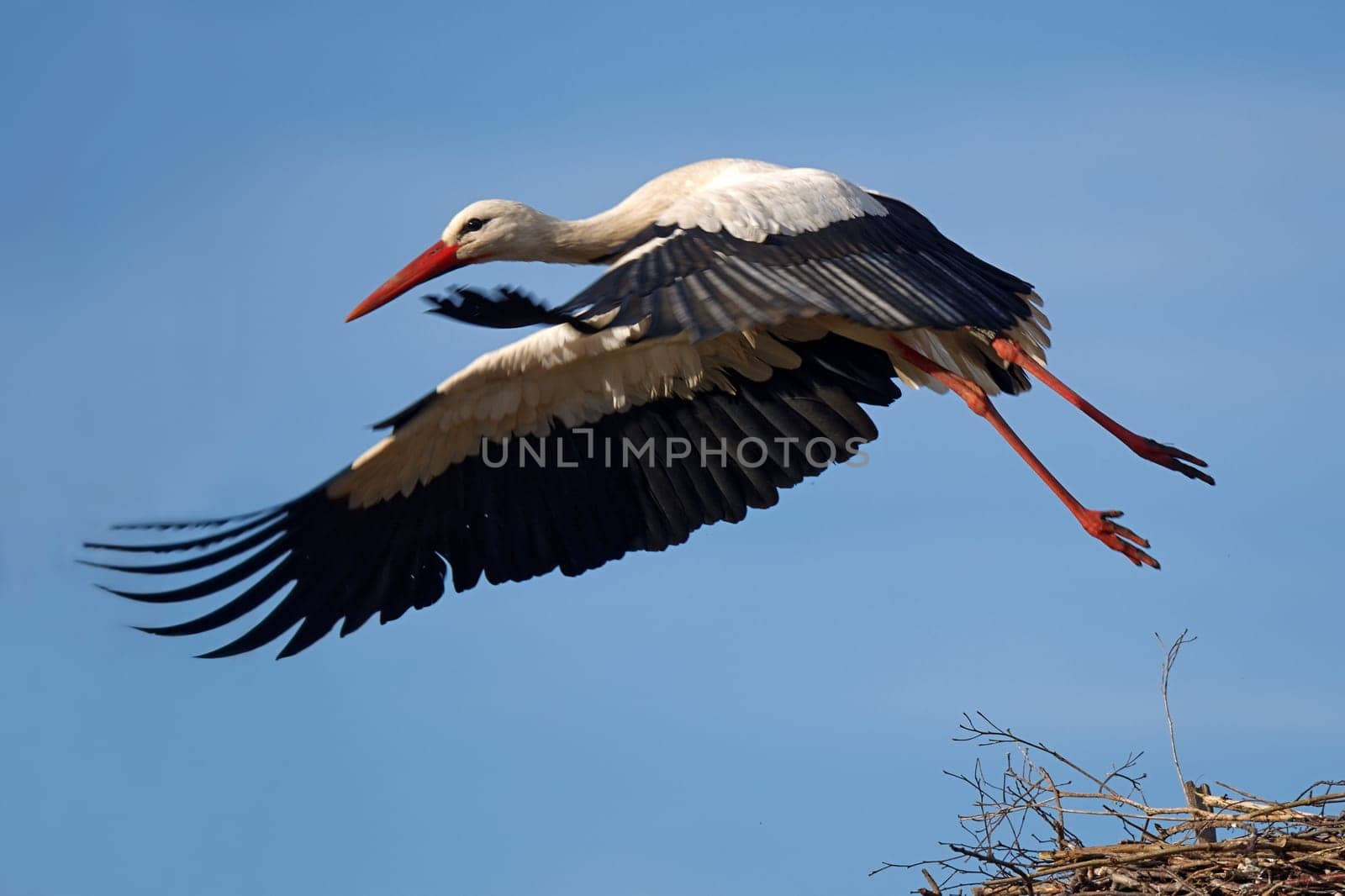 Stork at the Stork's Nest