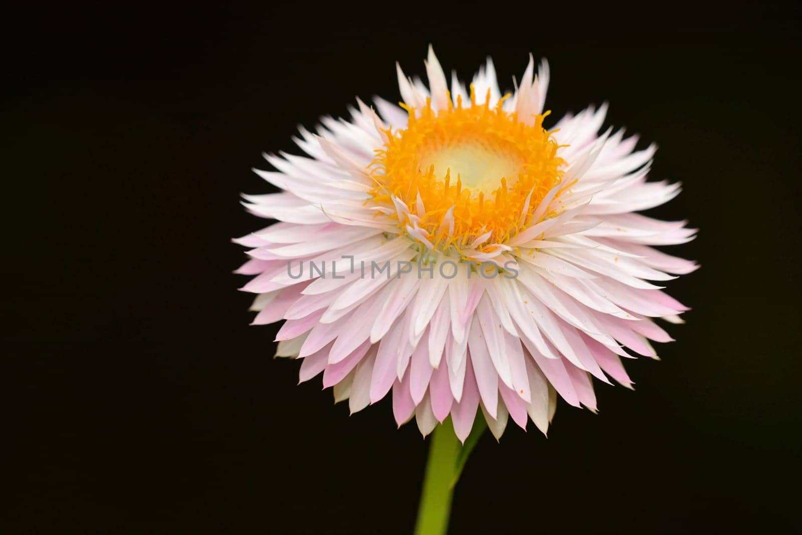 Garden straw flower blooming