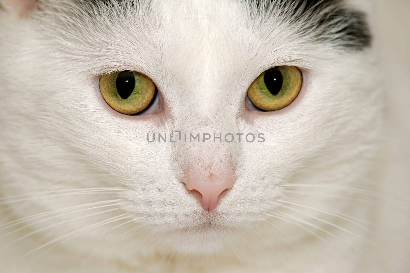 Cat portrait