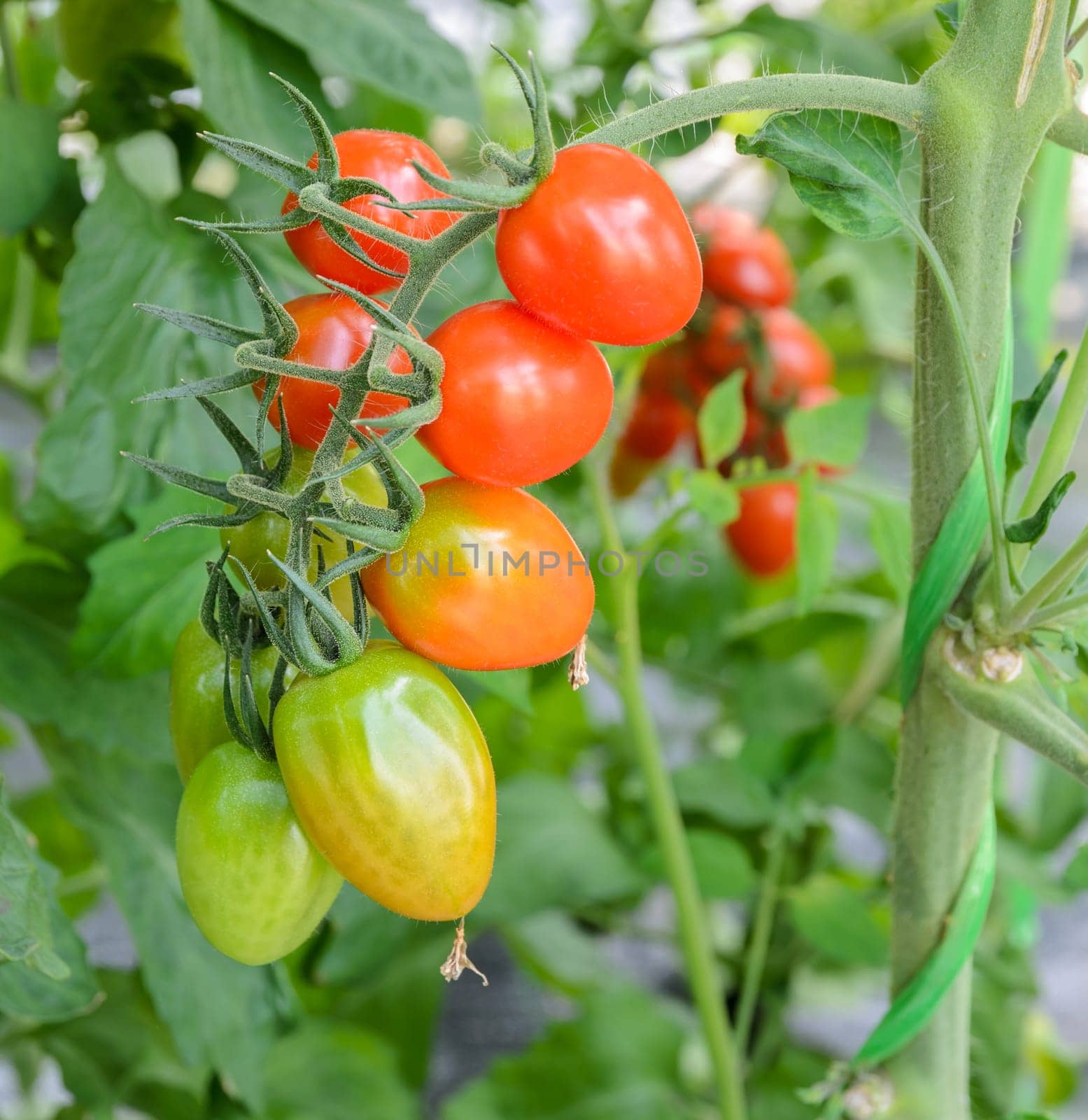 Grape Tomatoes on the vine