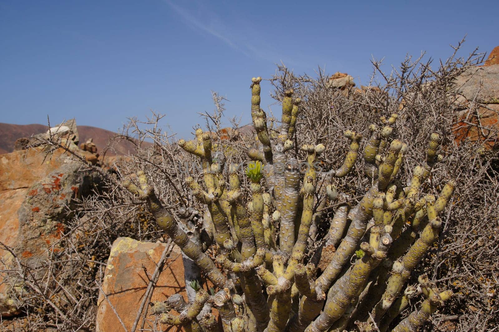 Barren mountain plant