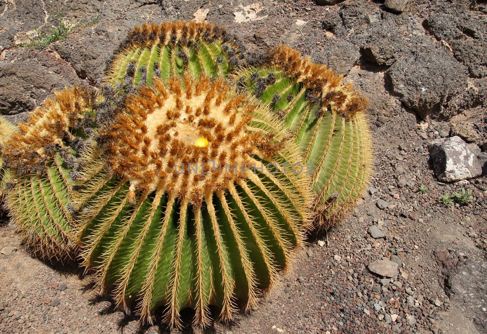 Cactus