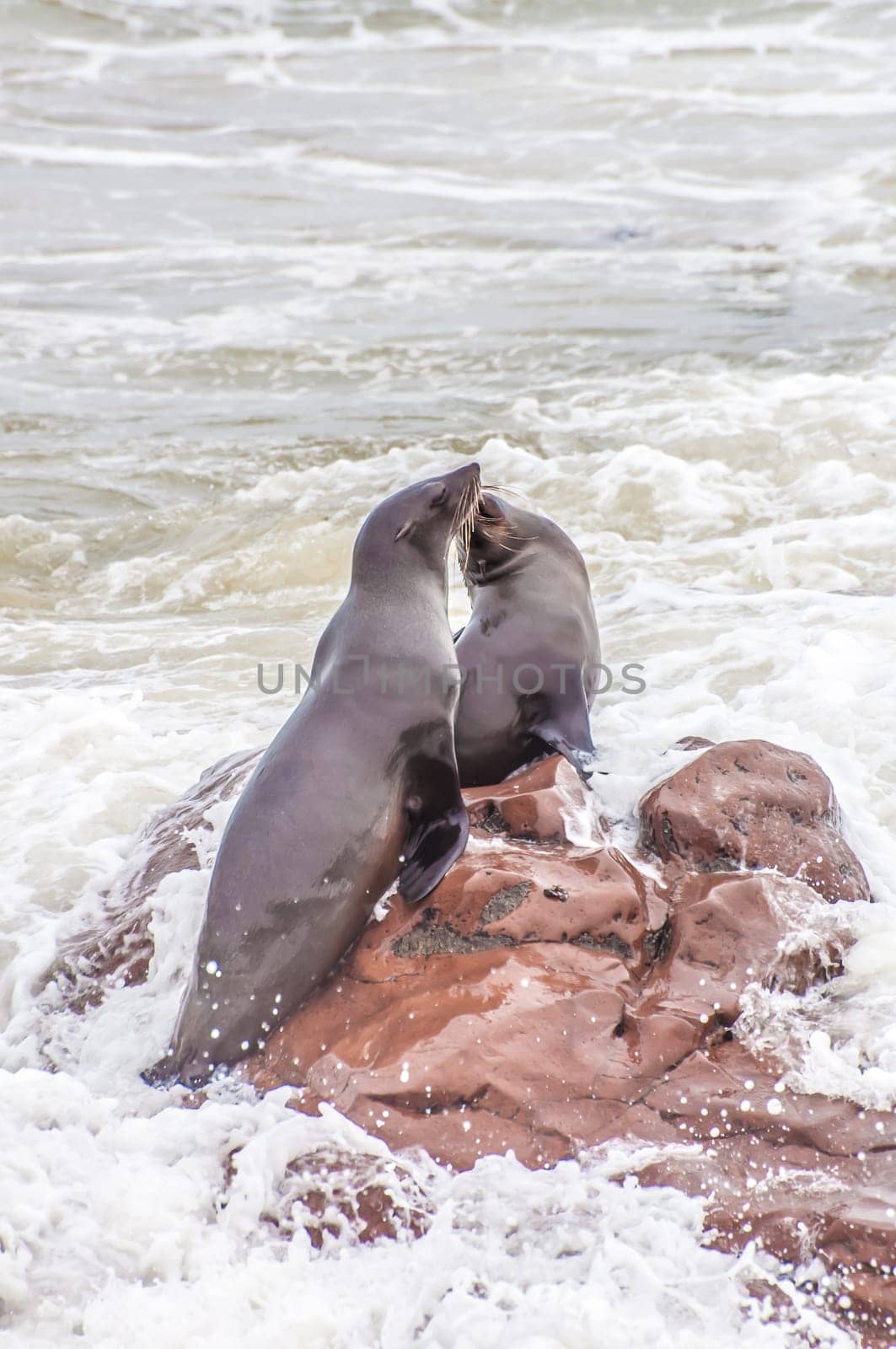 At acolony of Cape Fur Seals at Cape Cross on the Atlantic Ocean in Namibia.