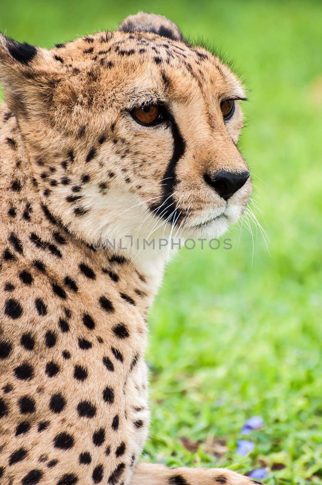 A tame cheetah on the lawn of a farmhouse in Namibia staring out in to the distance.