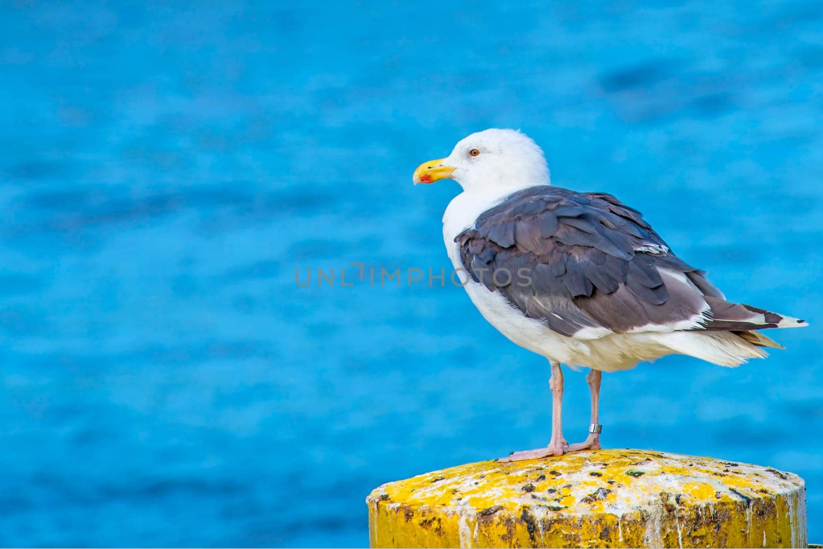 Mantle Gull,Larus marinus L.