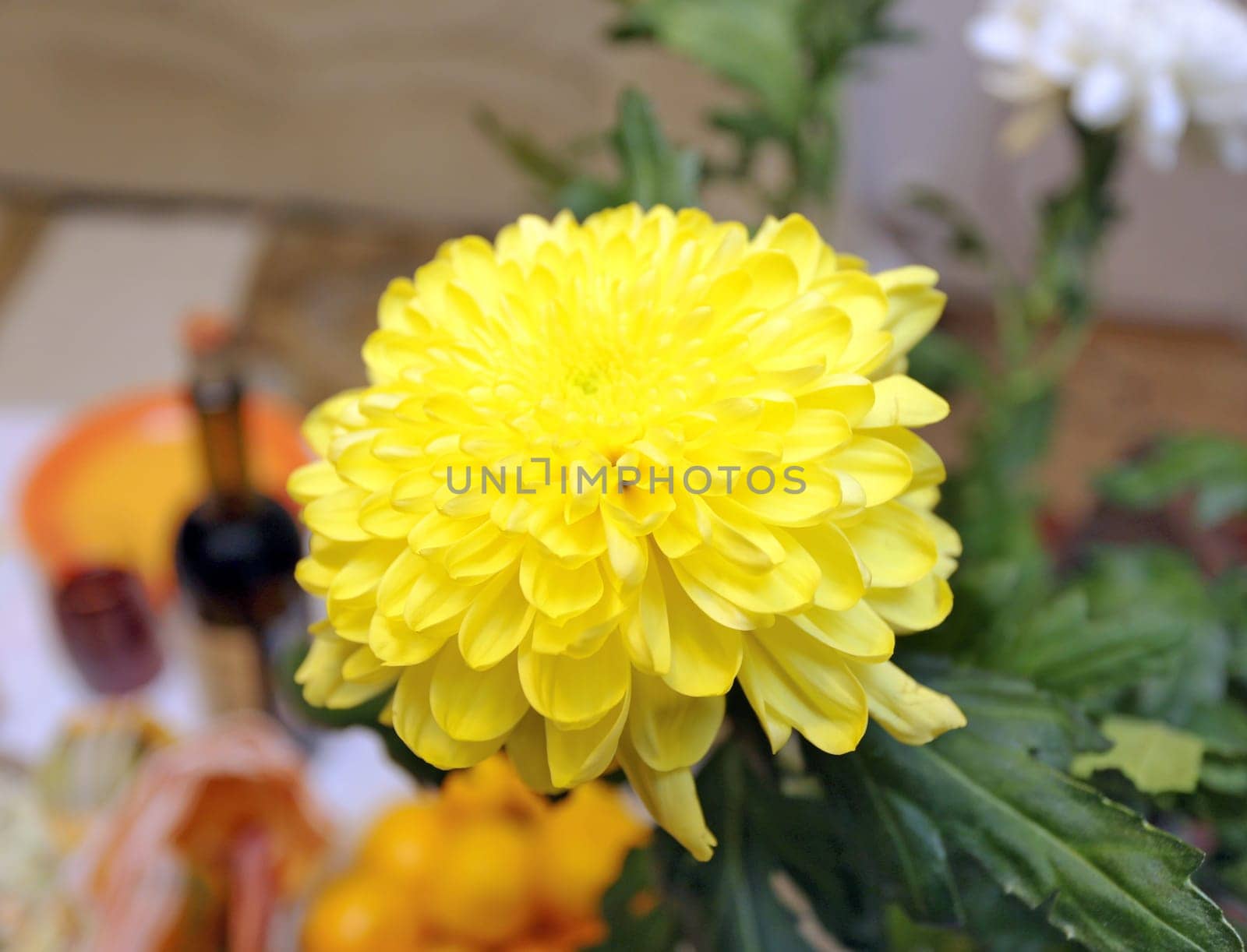 beautiful yellow chrysanthemum on the festive table