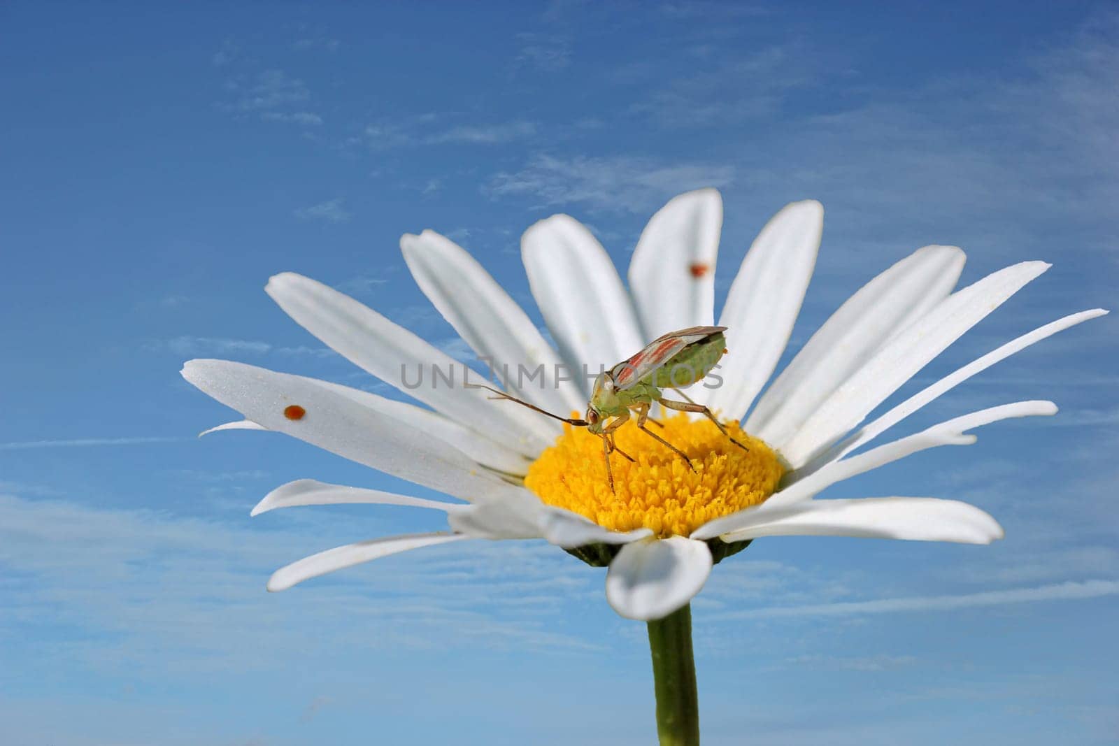 Red spotted soft bug (Calocoris roseomaculatus) on margerite