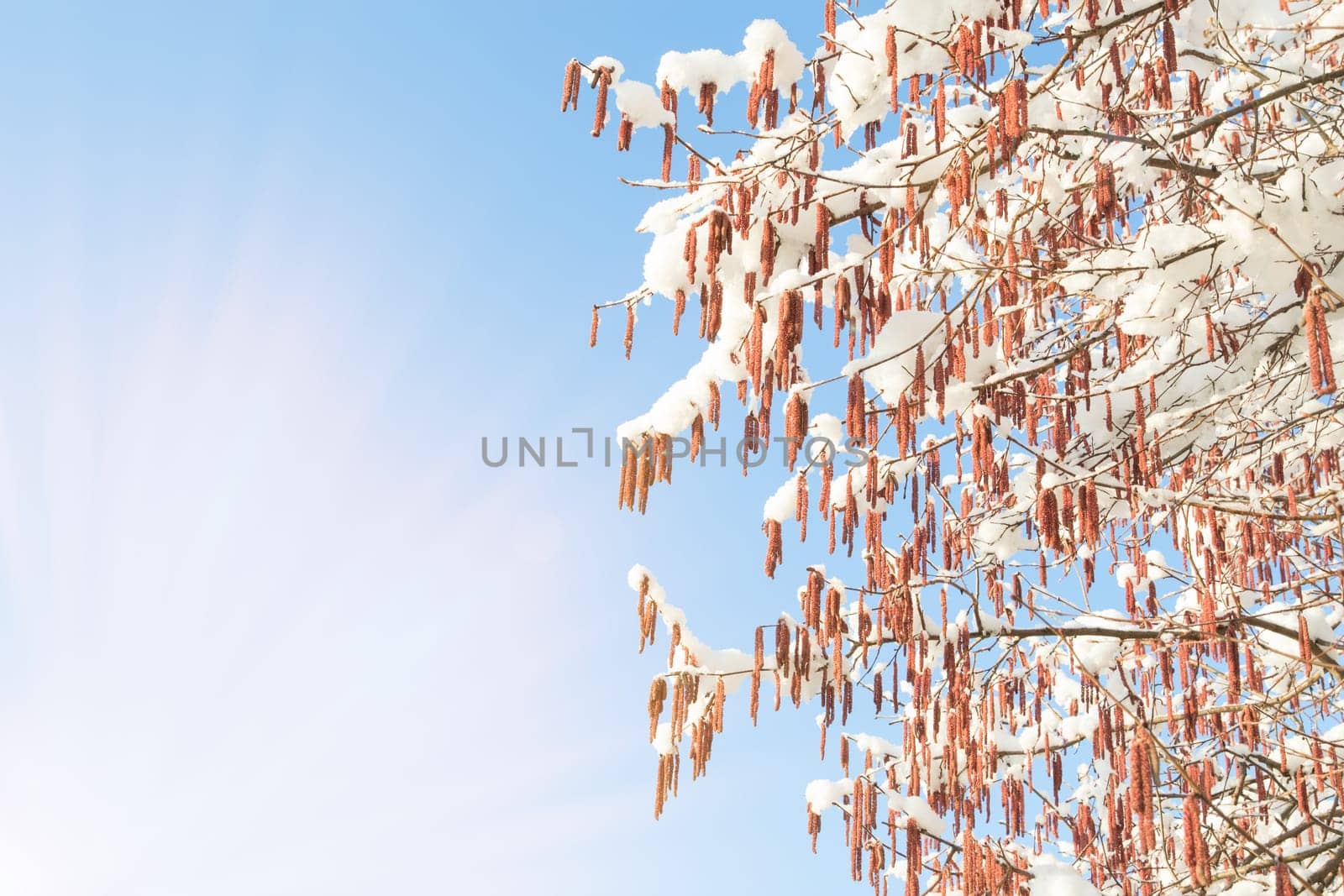 Morning sun beams and spring warming on birch branches with catkins and snow