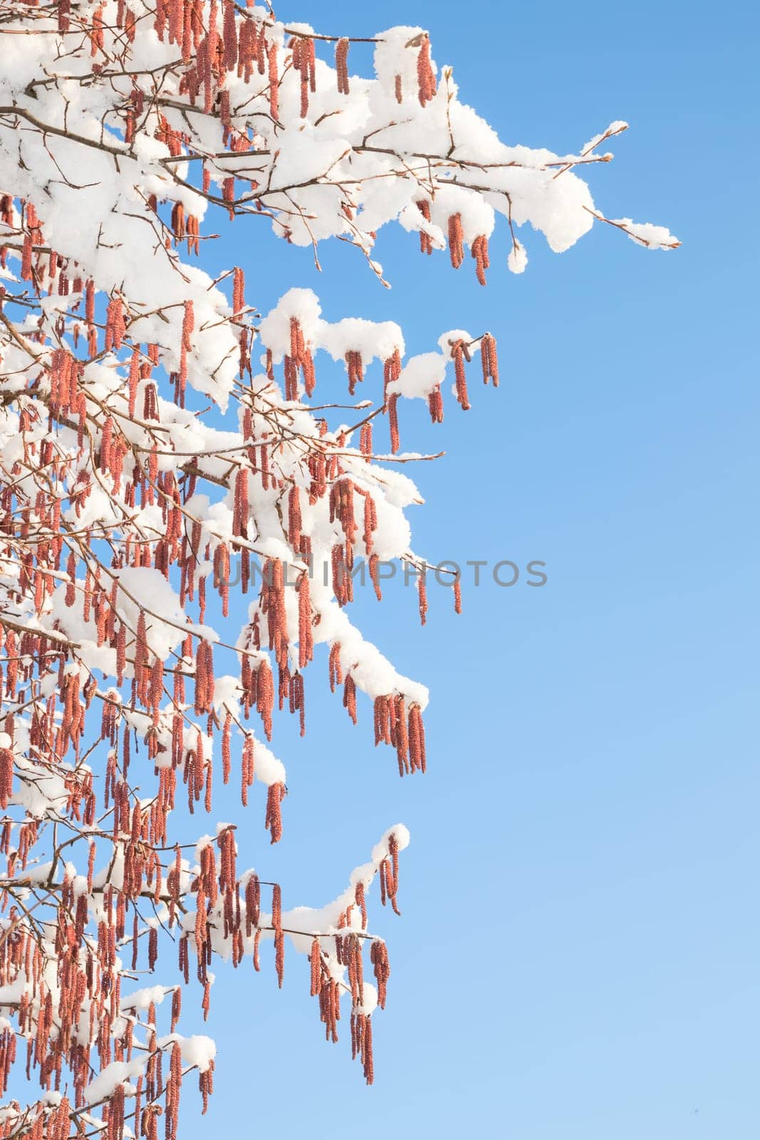 Branches of birch or alder tree with melting snow on catkins buds against clear blue spring sky