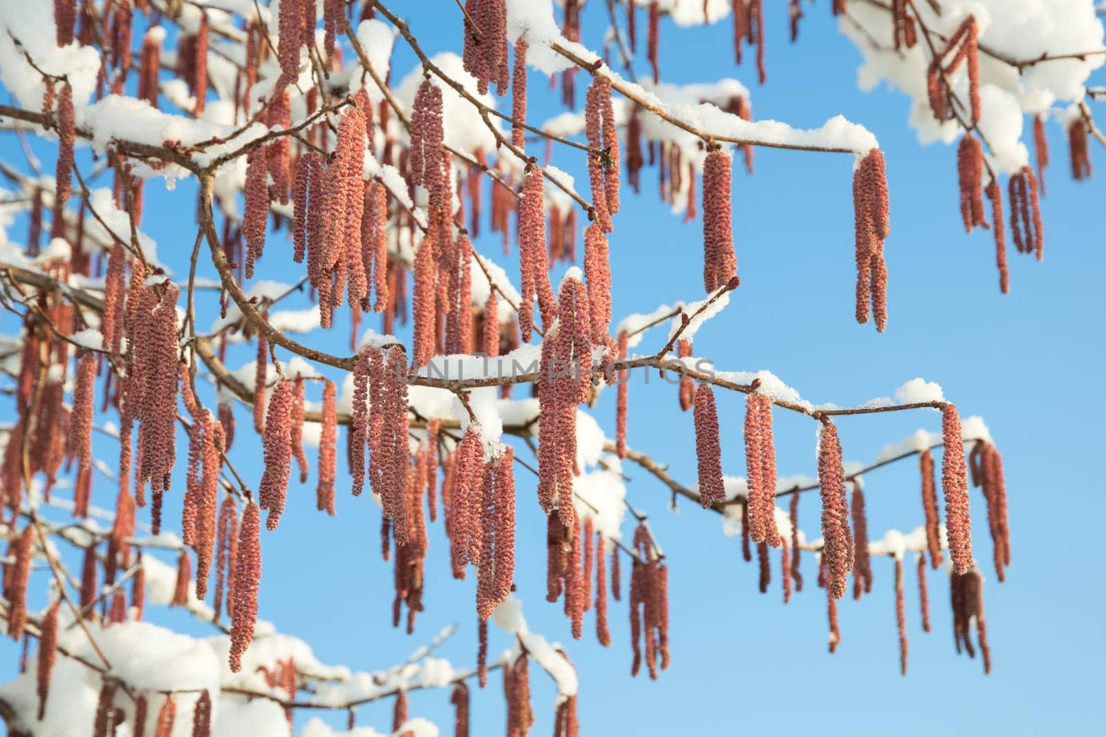 Spring snow melting on branches of alder or birch tree with catkins buds against blue clear sky