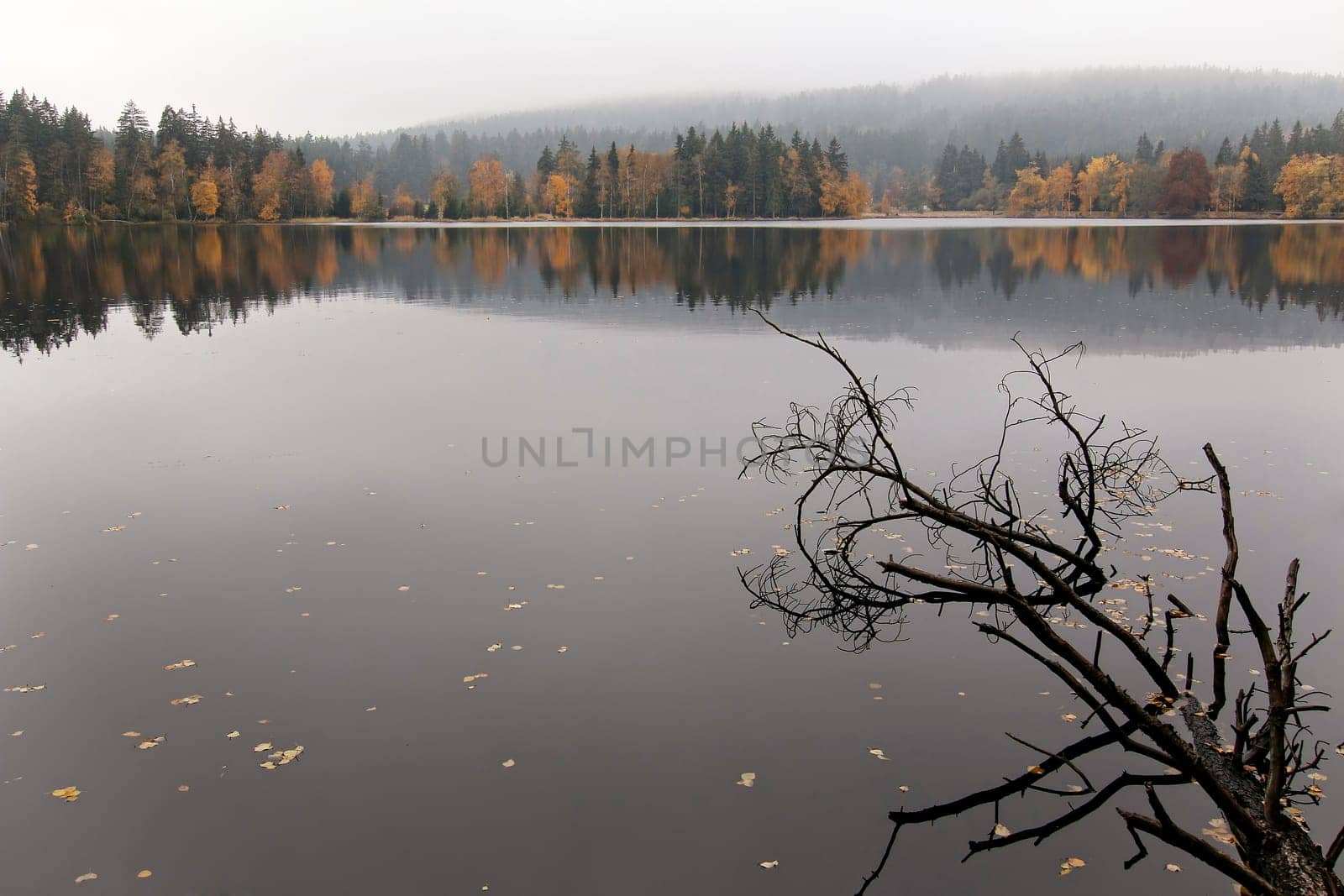 Autumn forest on the shores of lake. Kladska peats - national nature reserve in Slavkov Woods - protected landscape area. Slavkov Forest - Kaiserwald  is geomorphological unit in the northern part of the Carlsbad Highlands. Kladska, Czech republic.