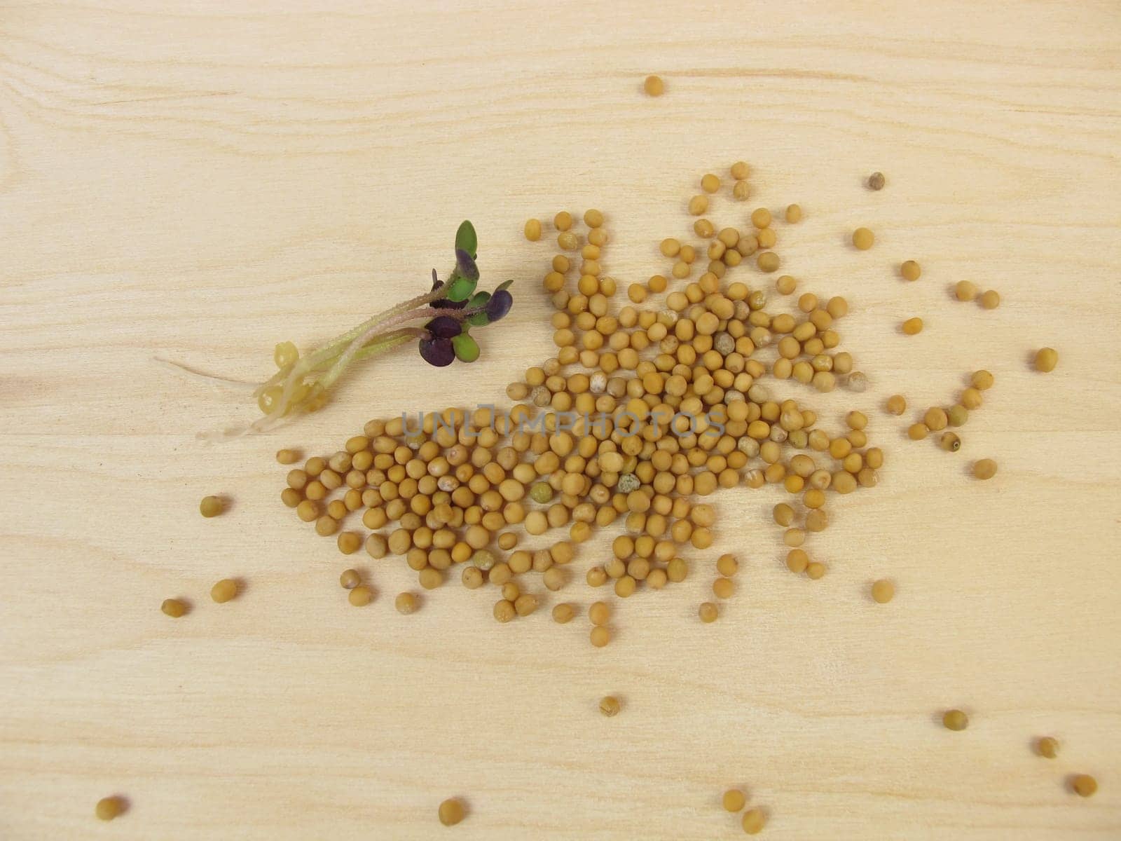 Yellow mustard seed