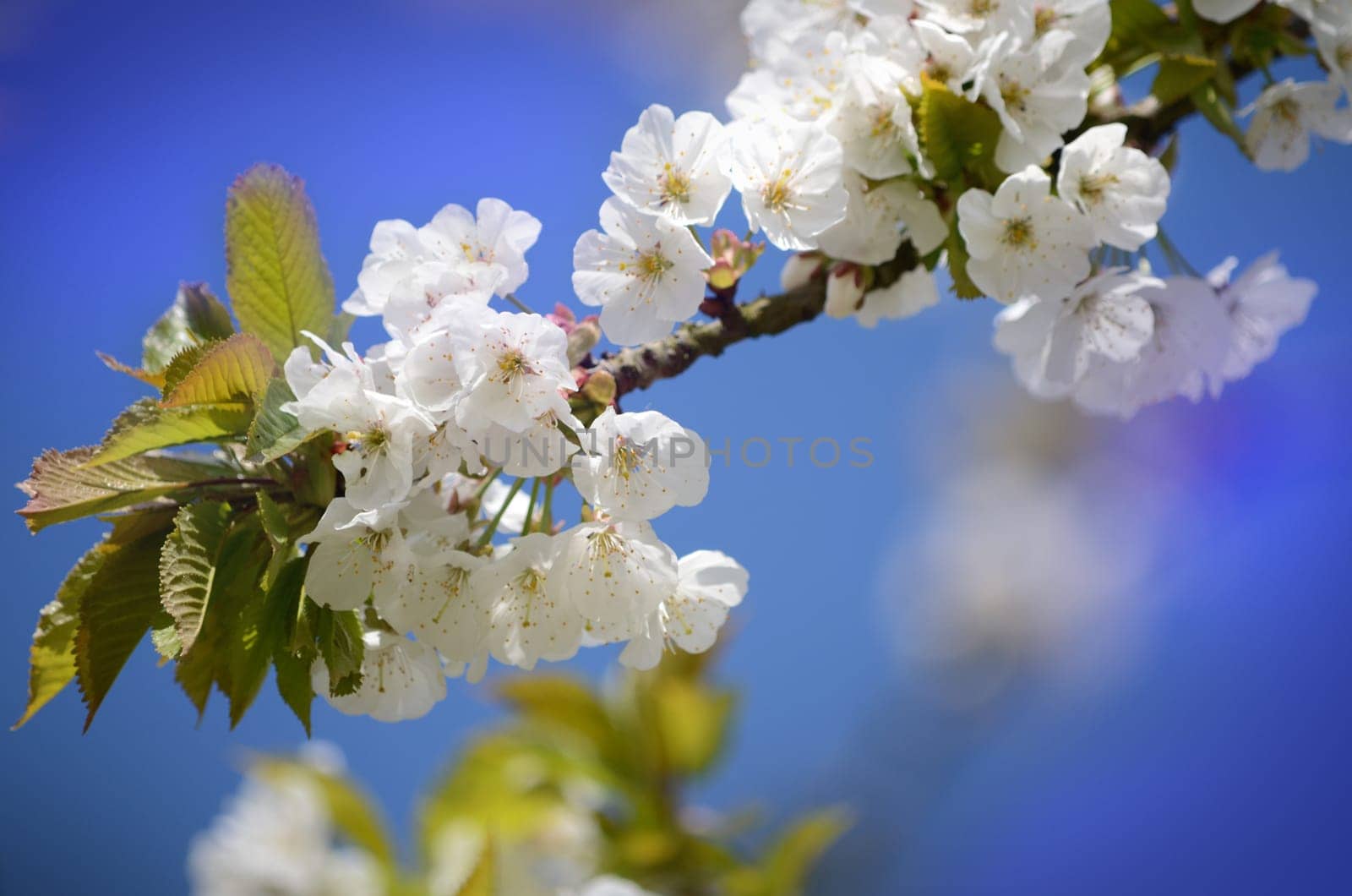 Tree blossom