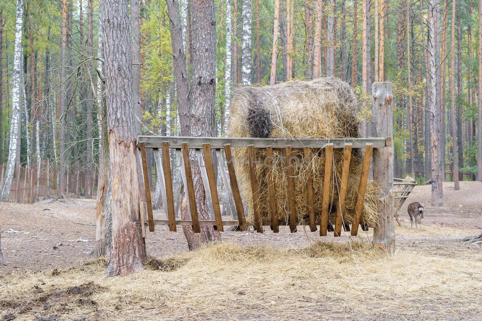 Manger with hay for the deer in the forest.