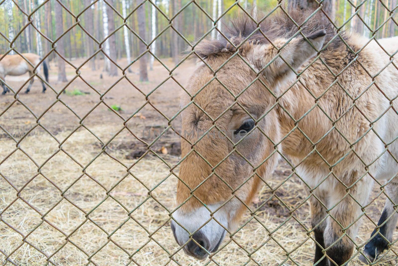 Przewalski horse in the reserve.