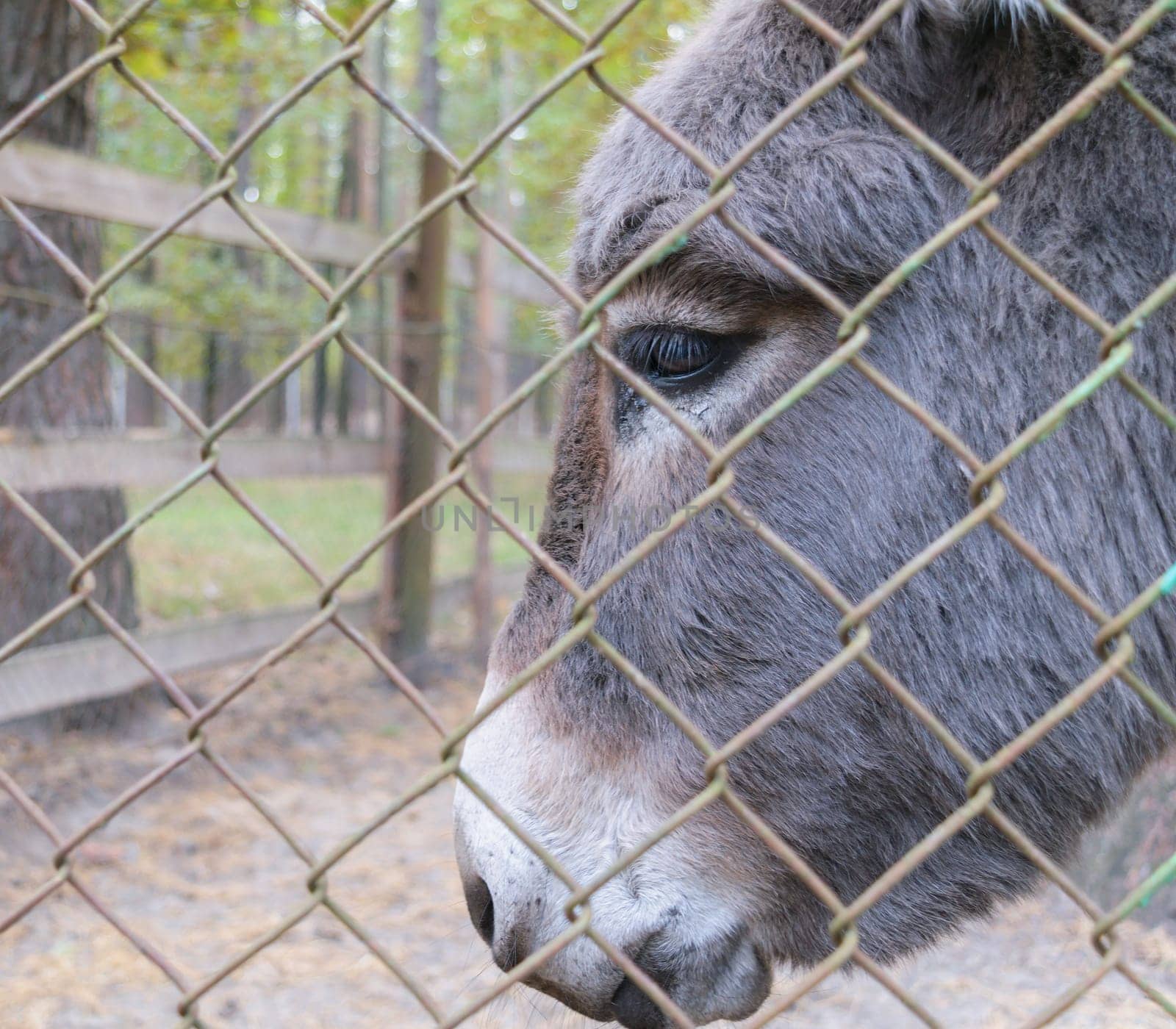 Head of donkey behind bars in a zoo.
