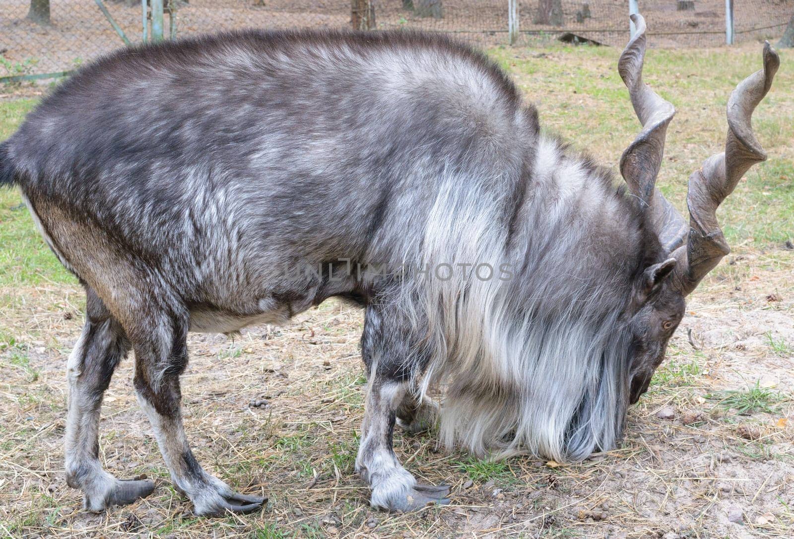 Horned goat (markhor, lat.