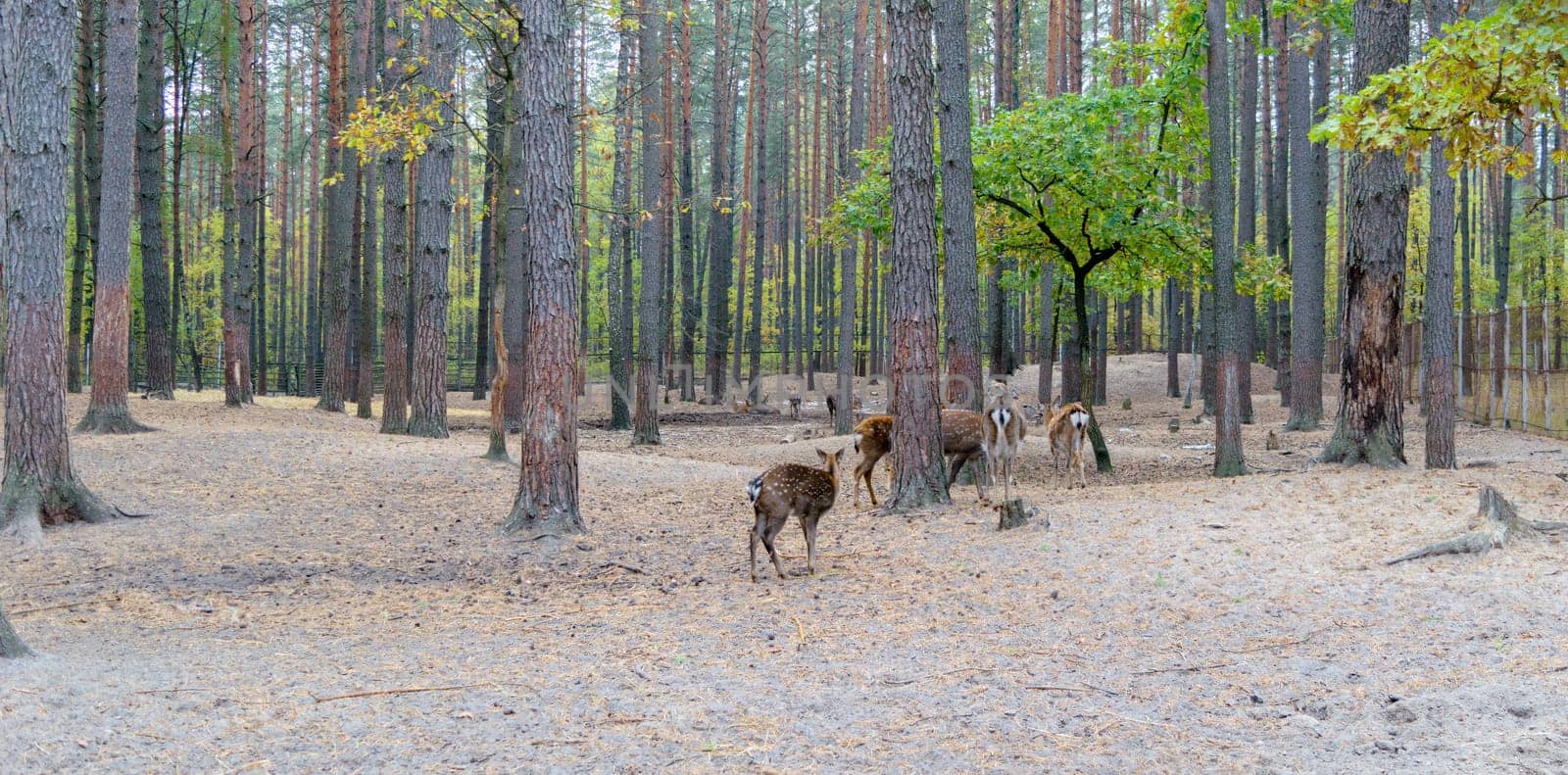 Herd of roe deer grazing in the forest.