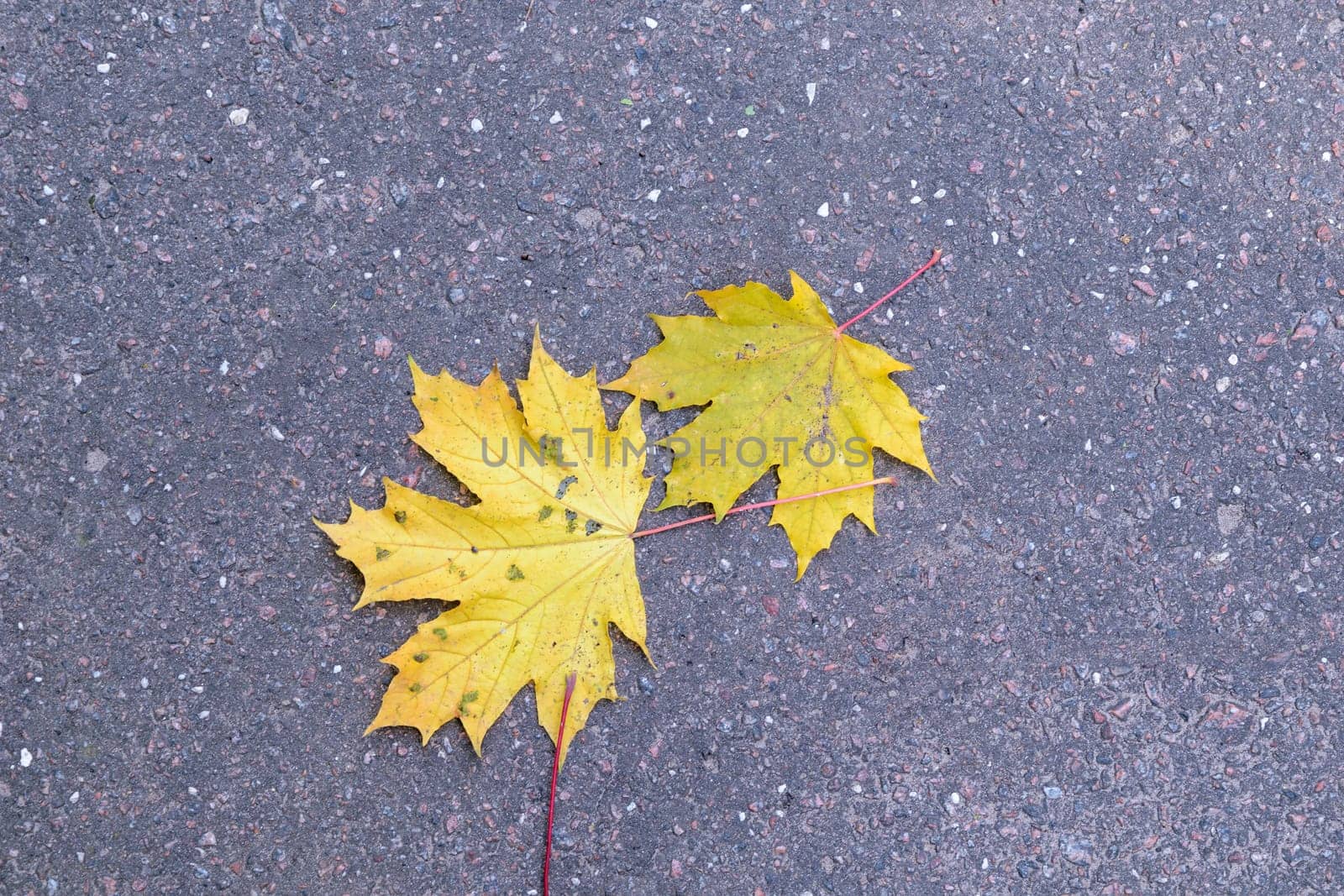 Two yellow autumn maple leaves lie on the asphalt pavement.