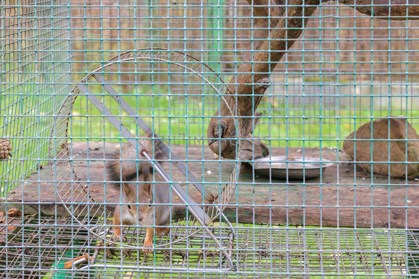Squirrel in circle in a cage.