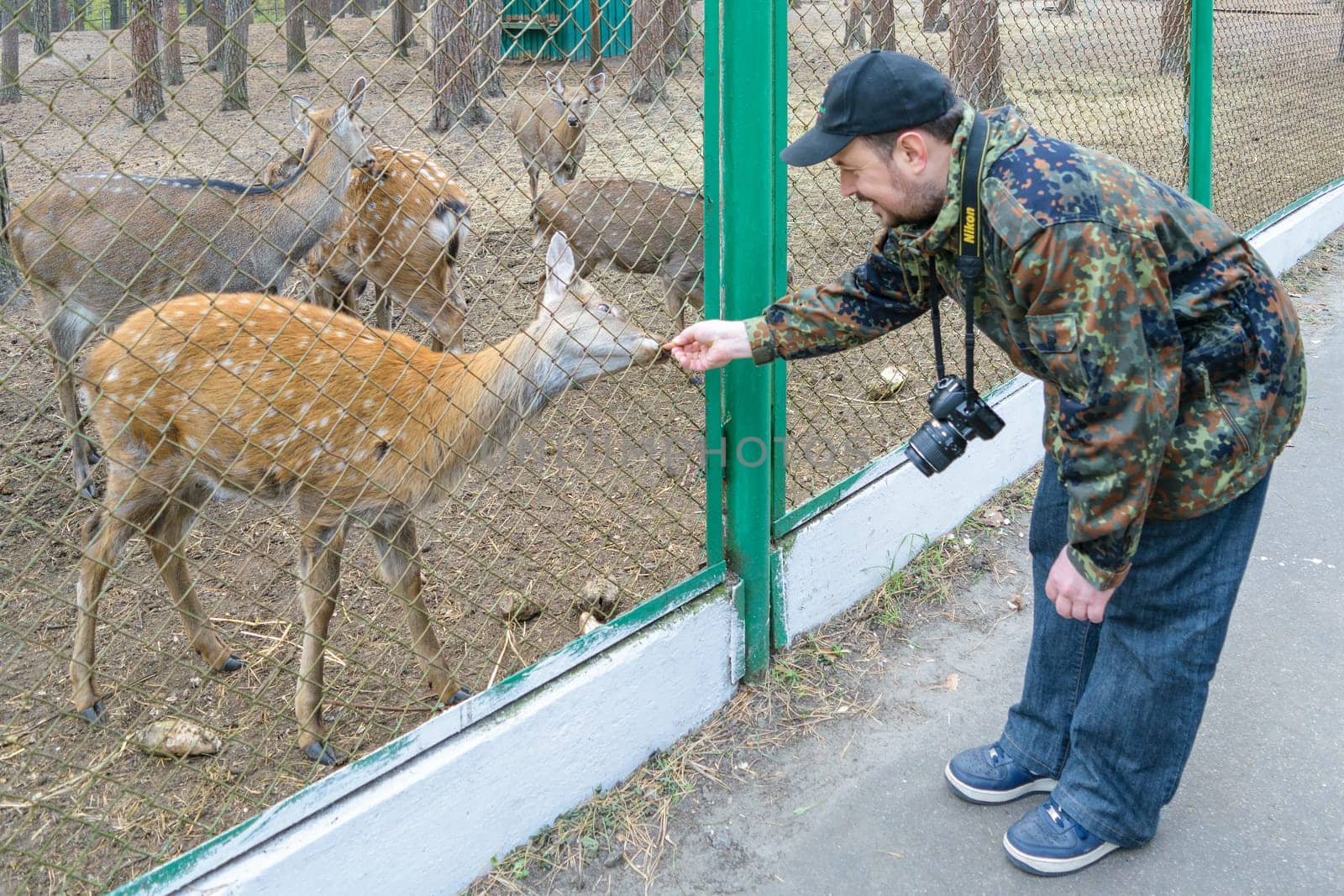 Orel, Russia - October 18, 2015: Photographer with a Nikon camera feeds deer in the national park "Orlovskoye Polesie"""