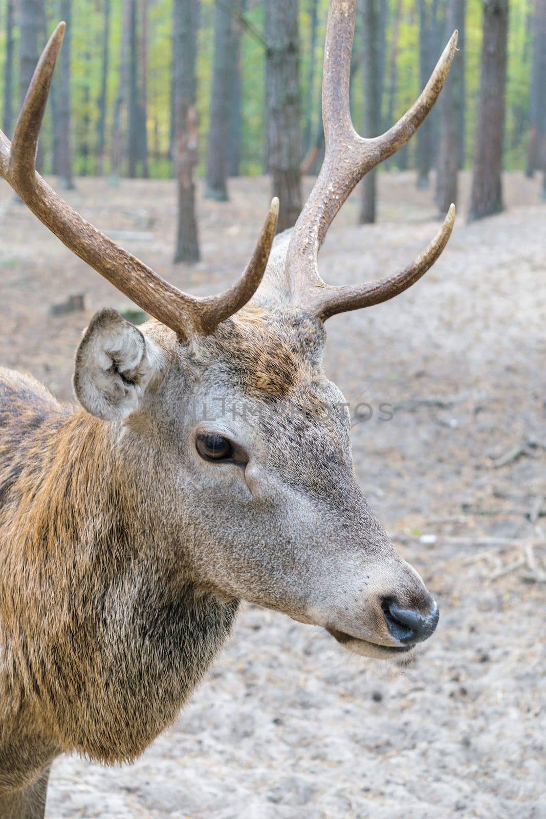 Head of a large deer with horns, who walks in the woods.