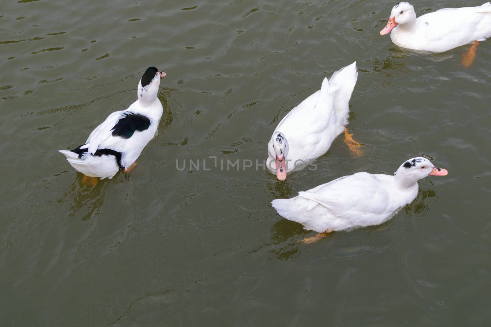 White mute swans swimming in dark water in a pond