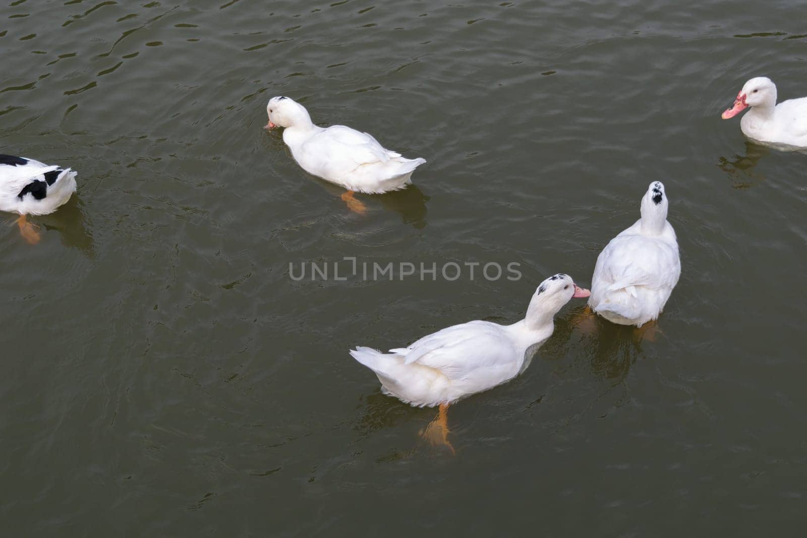 White mute swans swimming in dark water in a pond