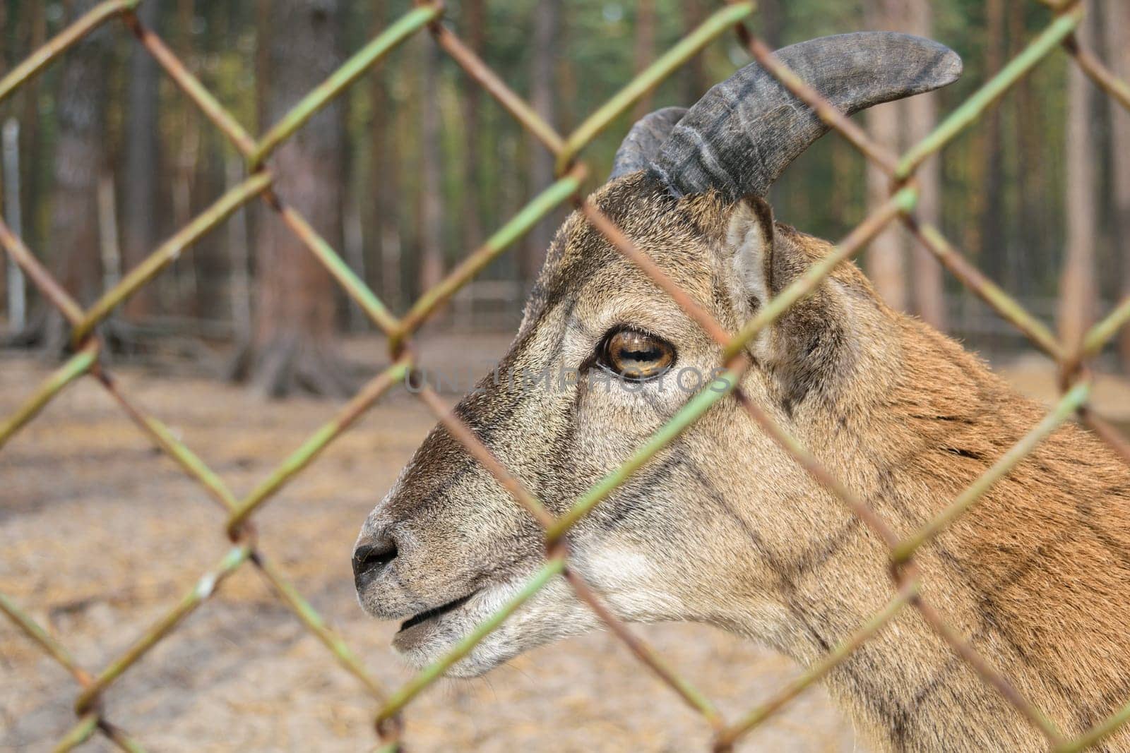 Head of wild red goat (female) with short horns close-up. Side view (profile)