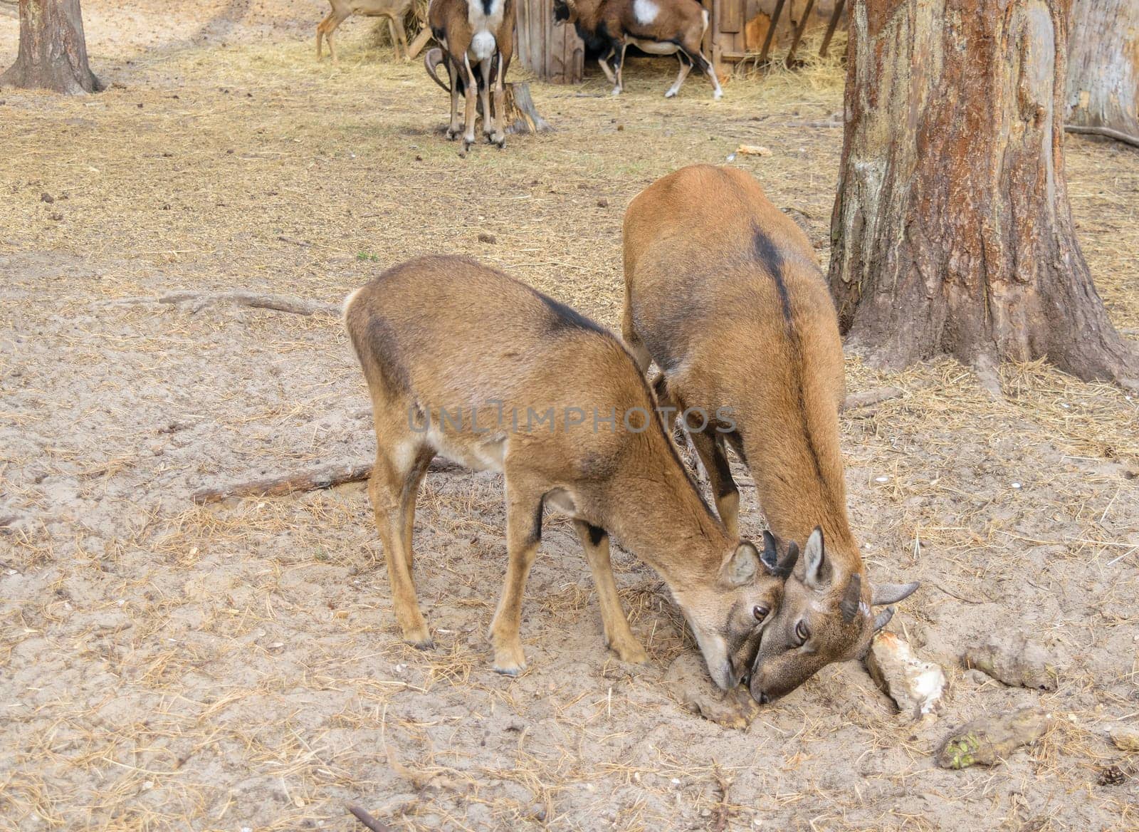 Two red wild goats butt.