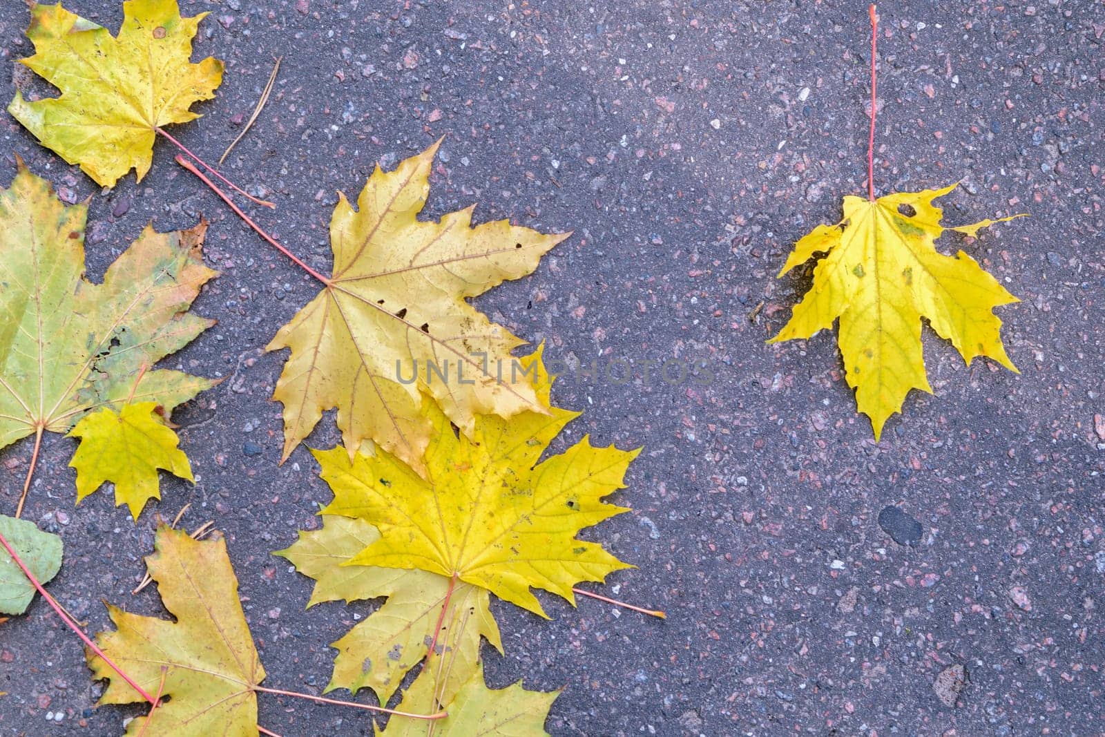 Yellow autumn maple leaves lie on the asphalt pavement.