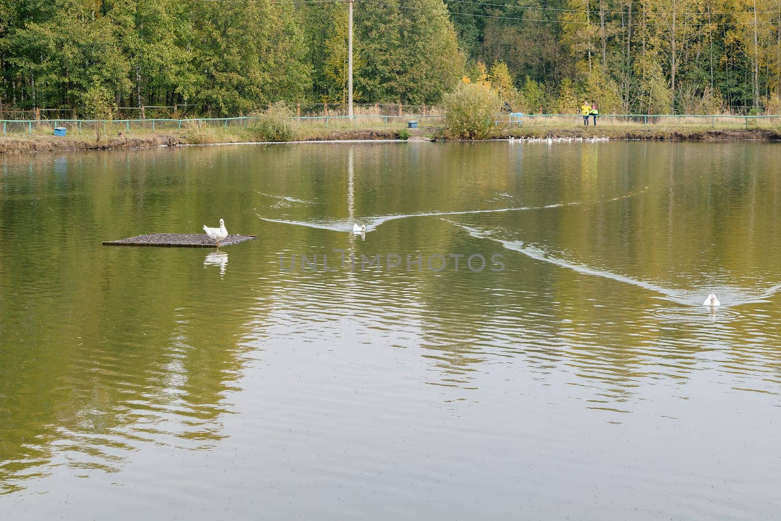 Mute swan (lat.: cygnus olor) swimming in a pond near the forest