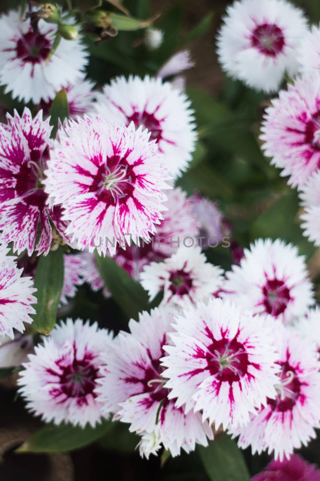 Pretty white flower blooming in the garden, stock photo