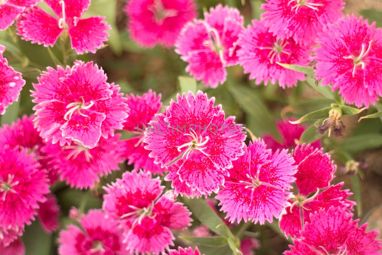 Pretty pink flower blooming in the garden, stock photo