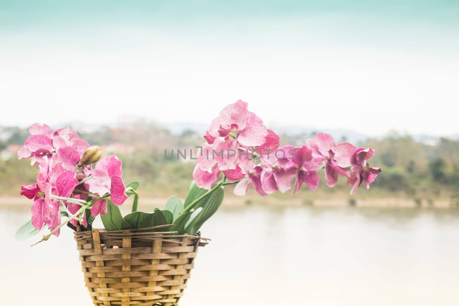 Pink orchid flower blooming beside the river scenery, stock photo
