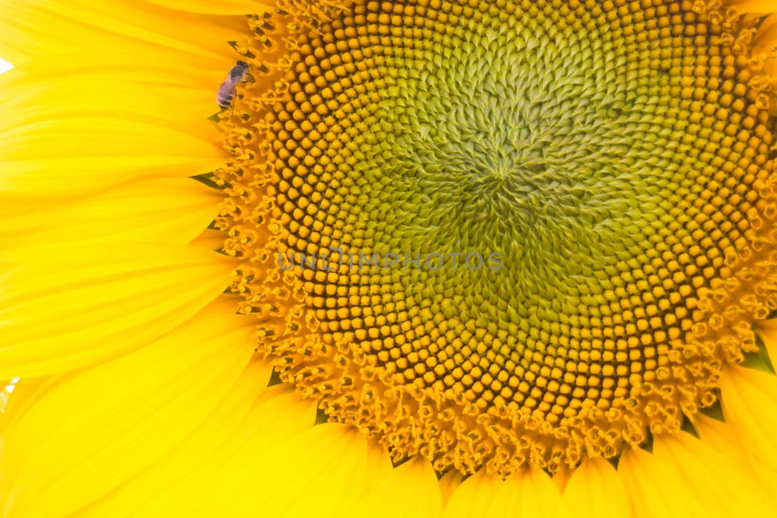 Beautiful sunflower pollen up close, stock photo