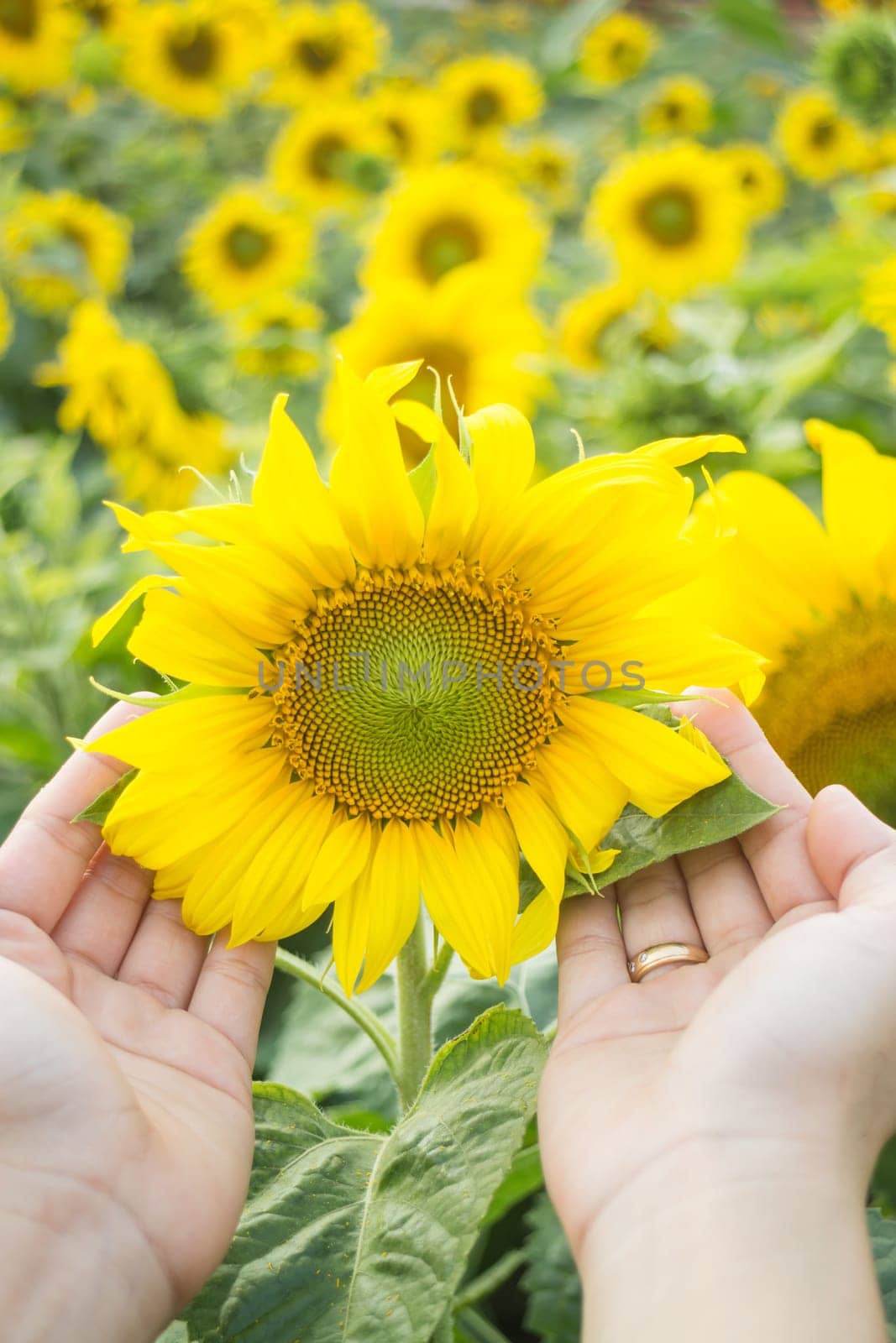 Beautiful sunflower plant on hand, stock photo