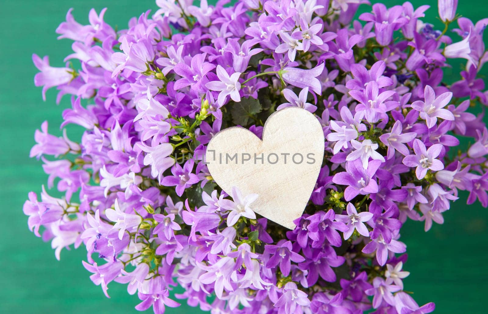 Purple bellflowers with small heart as hind mouth