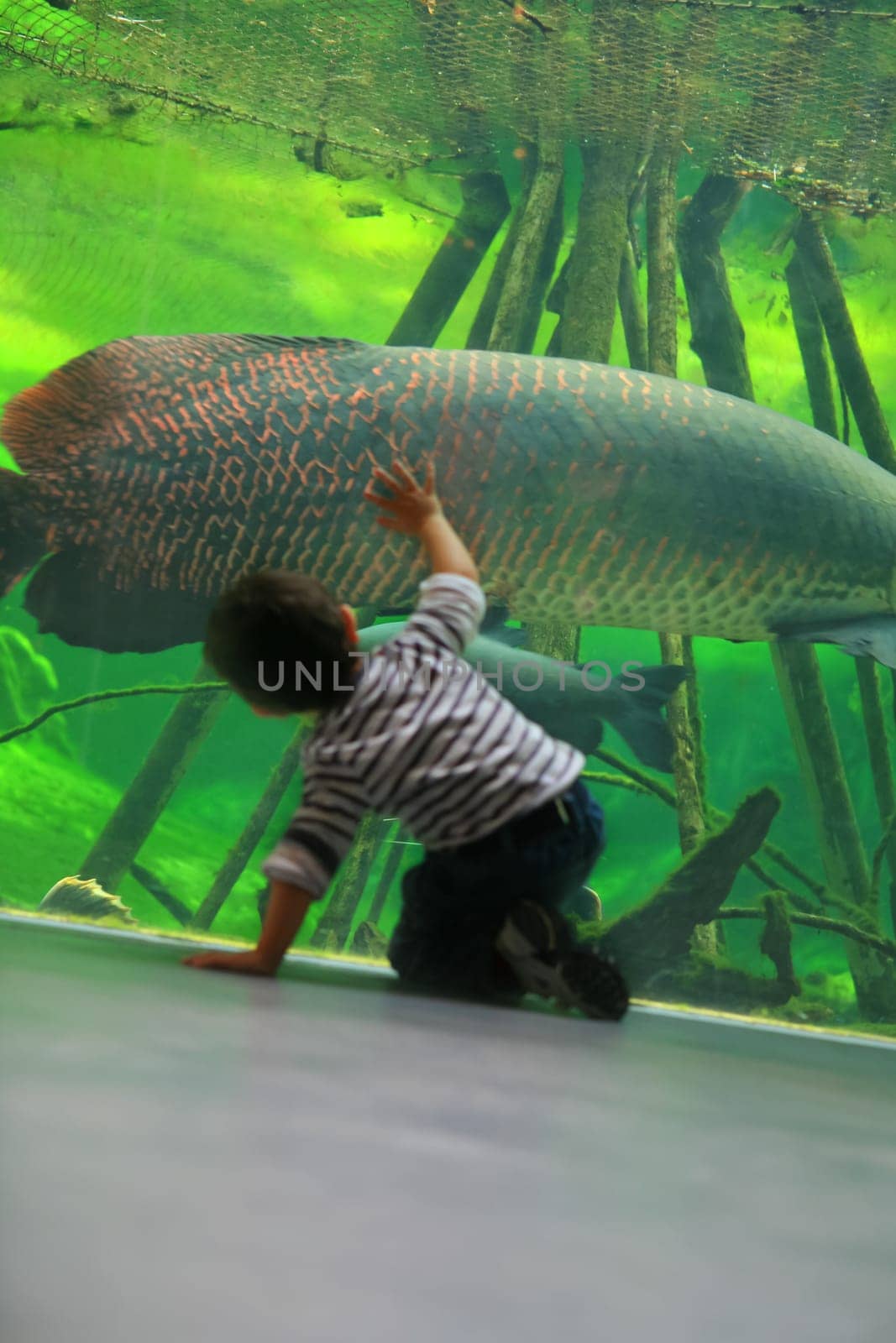 Children observing the fish of a tropical aquarium tank