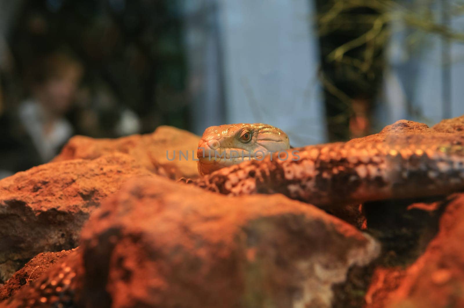 A desert lizard head leaning out the rocks in a terrarium