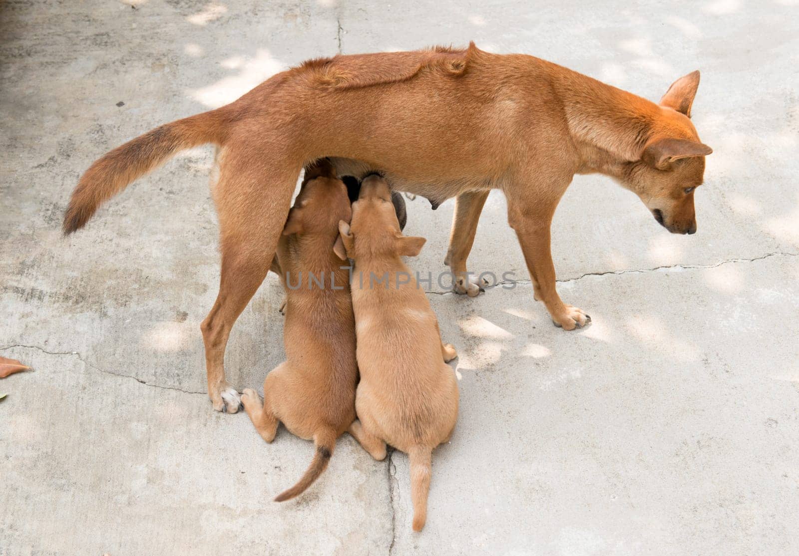 dog puppies sucking milk from mother breast