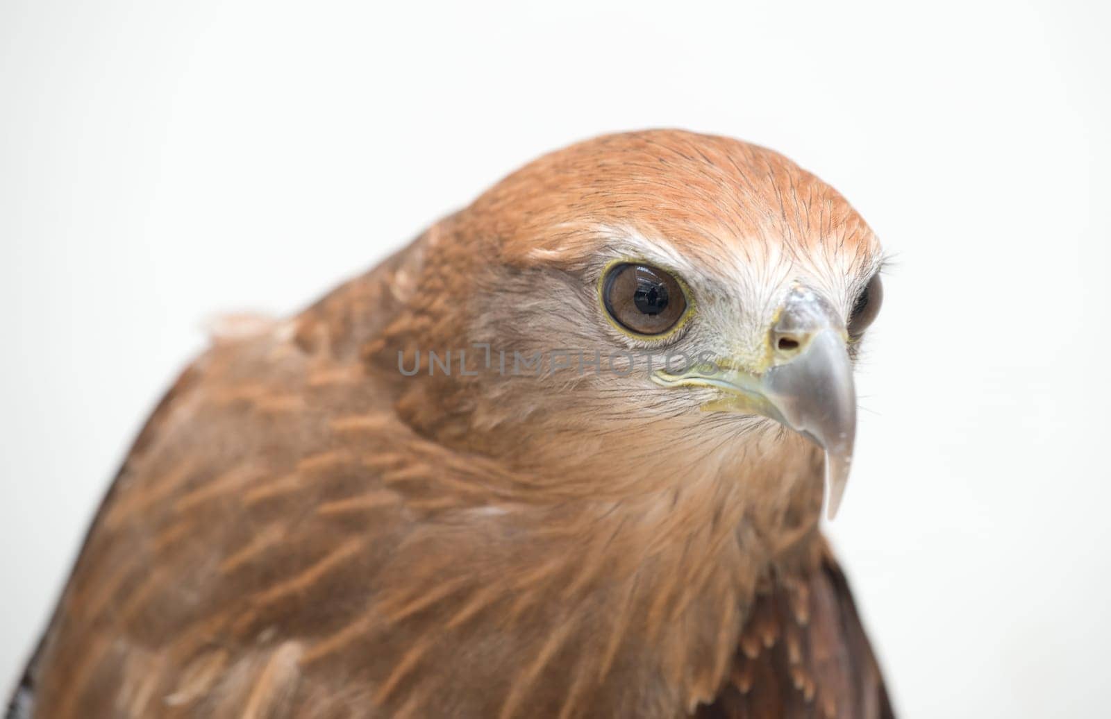 young Brahminy kite or Red-backed sea-eagle head shot