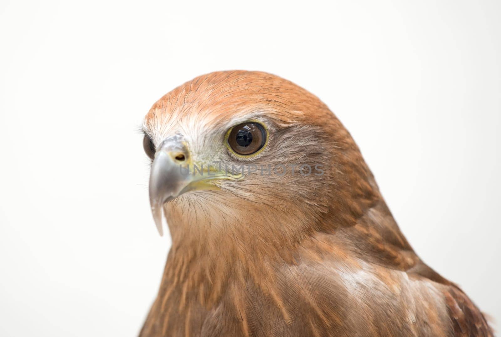 young Brahminy kite or Red-backed sea-eagle head shot