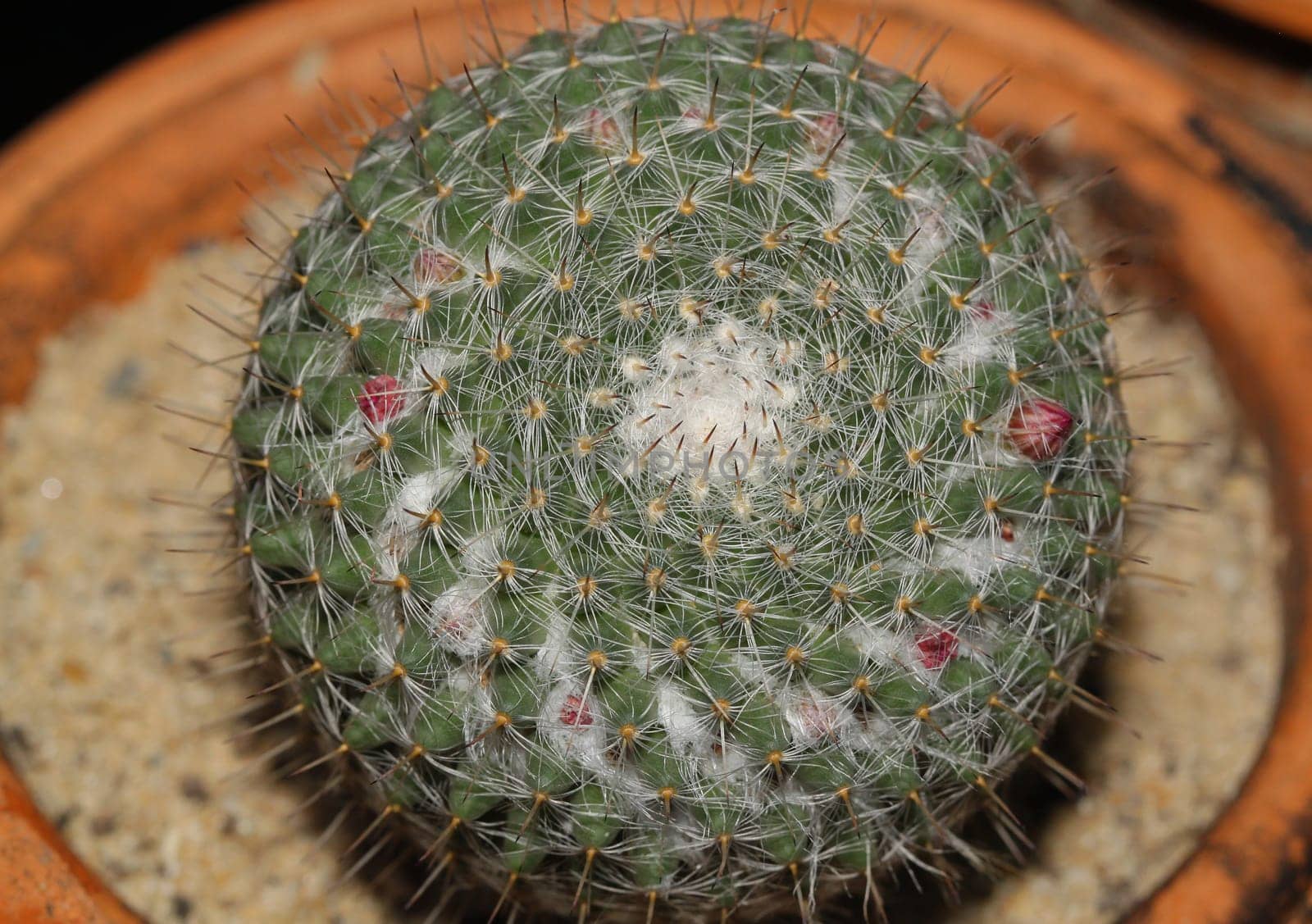 Close up of cactus on pot in garden