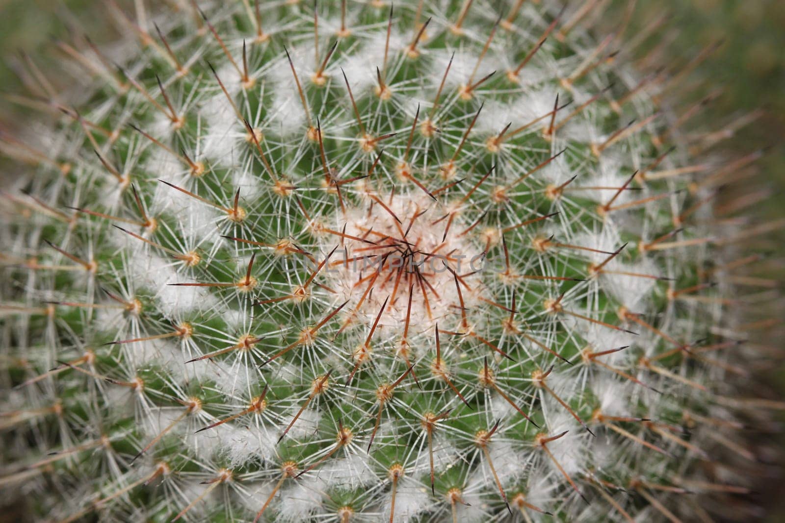 Close up of cactus texture background in thailand