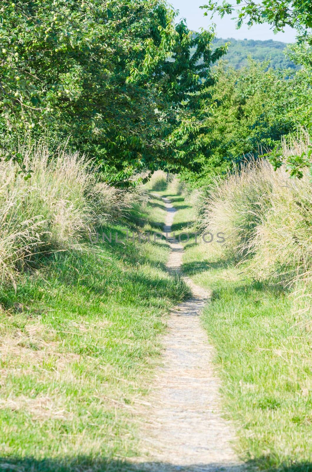 Hollow path,stepped out hiking trail in the sunshine.