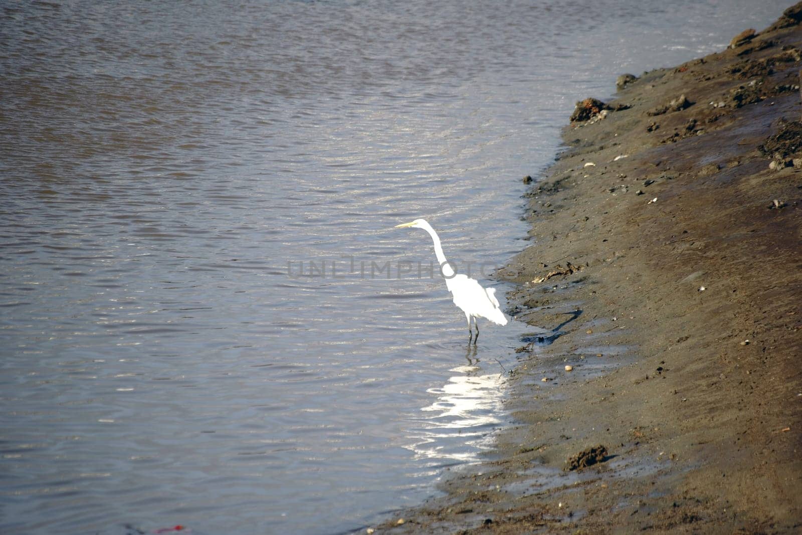 A silver heron stands on a dirty pond.